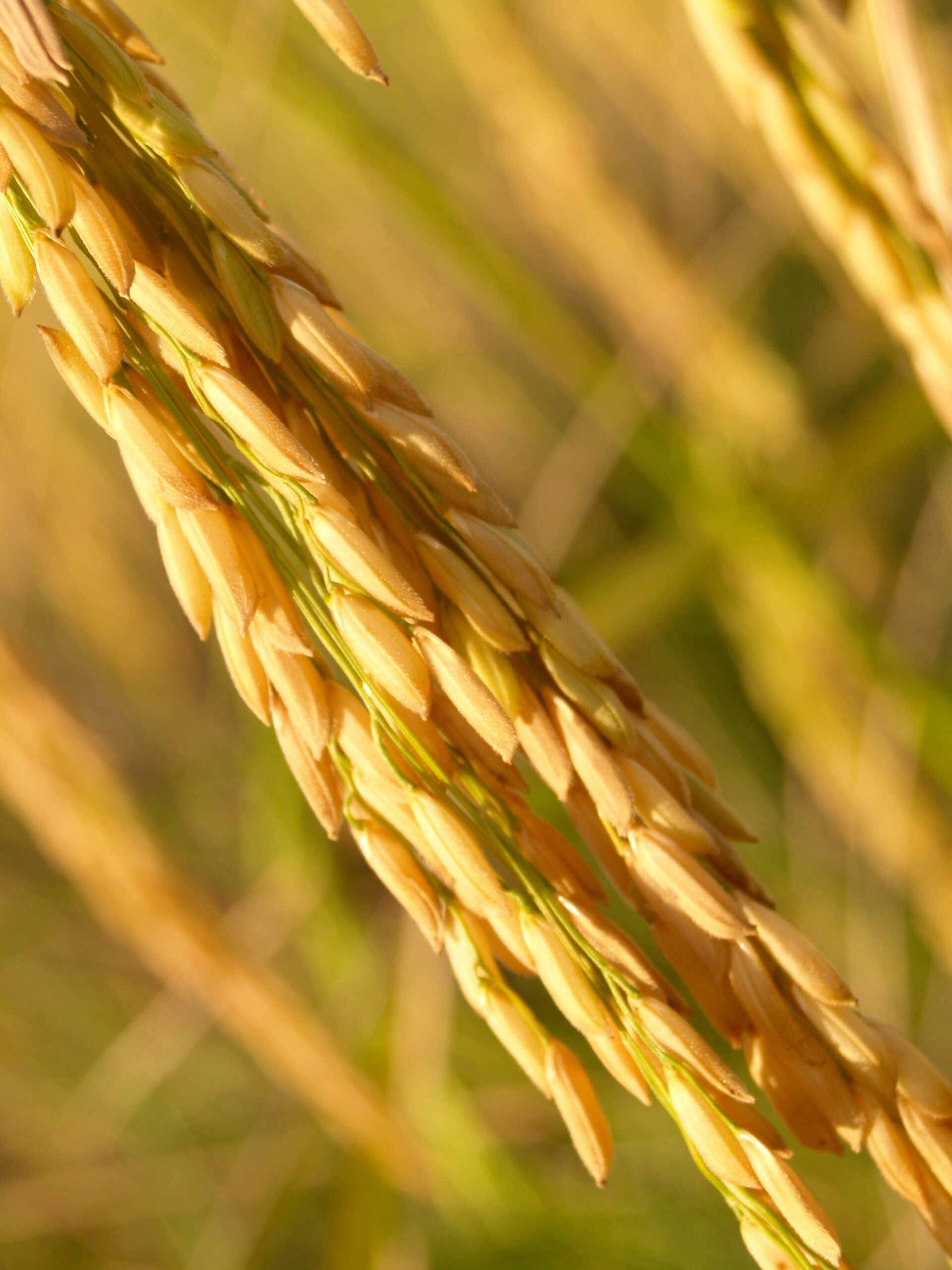 agriculture-asia-autumn-barley-236472